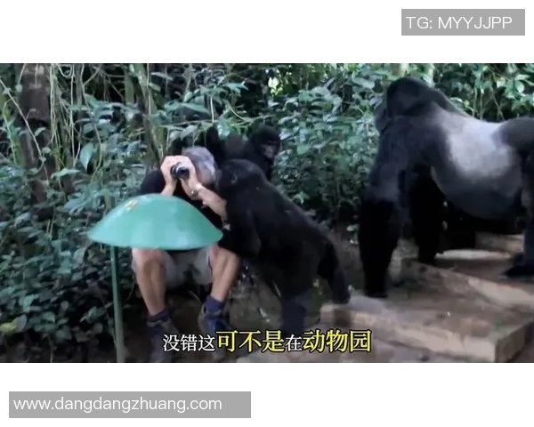 银背猩猩与火焰的对决探秘力量与自然的较量